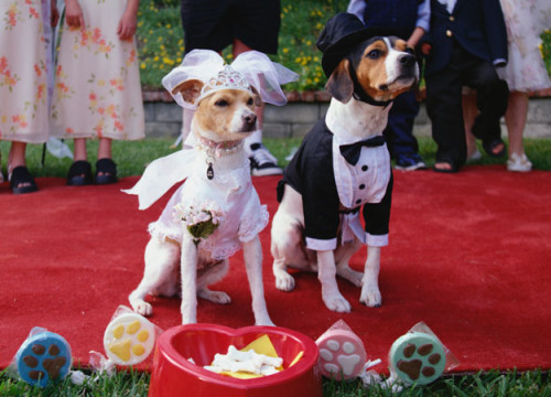 wedding dog sitter cani vestiti da sposi