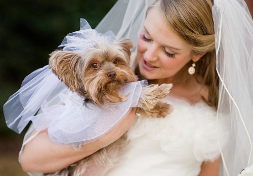 wedding dog sitter Sposa con Yorkshire