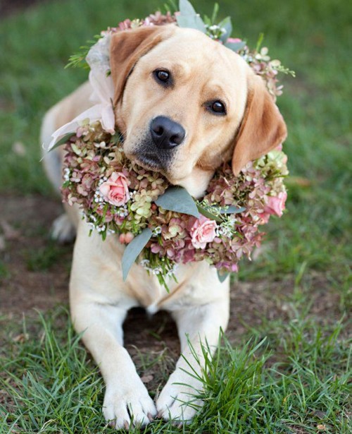 wedding dog sitter labrador con ghirlanda